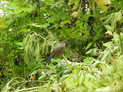 Coccyzus longirostris