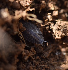 Oniscidea