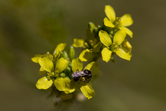 Ceratina