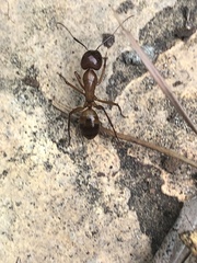 Camponotus castaneus