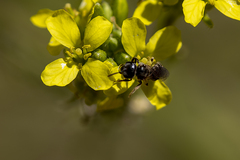 Ceratina
