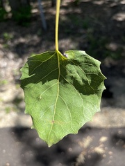 Populus grandidentata