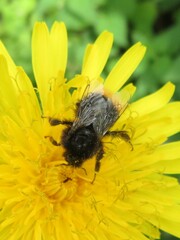 Bombus lapidarius