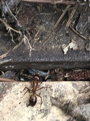 Camponotus castaneus