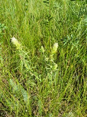 Melampyrum argyrocomum
