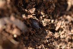 Oniscidea