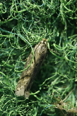 Scrobipalpa ocellatella