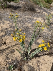 Heterotheca grandiflora