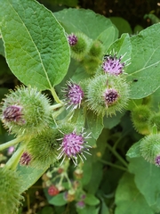 Arctium minus