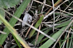 Chorthippus dorsatus