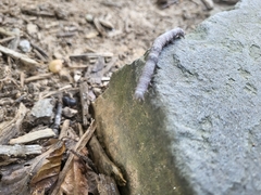 Parallelia bistriaris