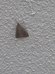 Achyra nudalis