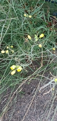 Diplotaxis tenuifolia