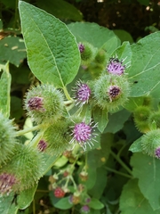 Arctium minus
