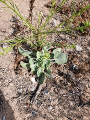 Heterotheca grandiflora