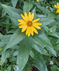 Helianthus hirsutus