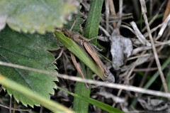 Chorthippus dorsatus