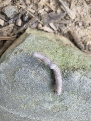 Parallelia bistriaris