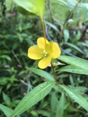 Ludwigia