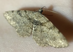 Digrammia gnophosaria