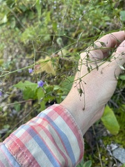 Campanula divaricata