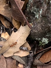 Camponotus schaefferi