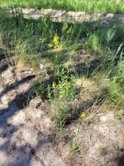Erysimum quadrangulum