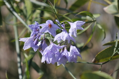 Solanum amygdalifolium