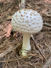 Amanita cokeri