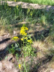 Erysimum quadrangulum