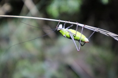 Poecilimon thoracicus