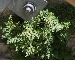 Asplenium ruta-muraria