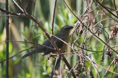 Saltator coerulescens