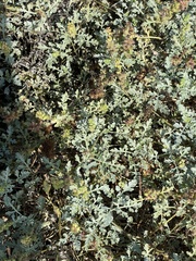 Ambrosia