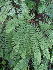 Adiantum pedatum