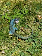 Lacerta bilineata