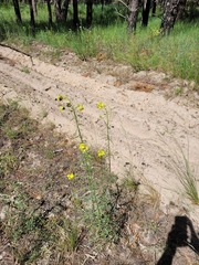 Erysimum quadrangulum