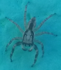 Menemerus bivittatus