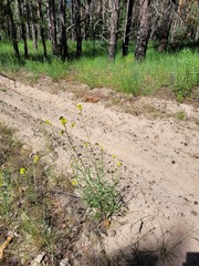 Erysimum quadrangulum