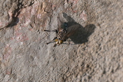 Sarconesia chlorogaster