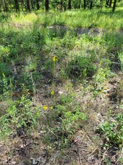 Erysimum quadrangulum