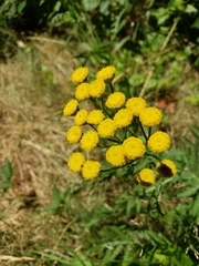 Tanacetum vulgare