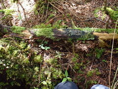 Protopannaria pezizoides