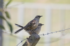 Mimus saturninus