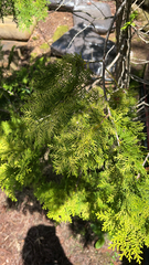 Platycladus orientalis