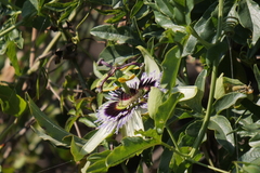 Passiflora caerulea