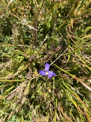 Gentianopsis simplex