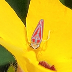 Graphocephala coccinea