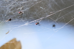Parawixia bistriata