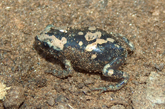 Phrynomantis annectens